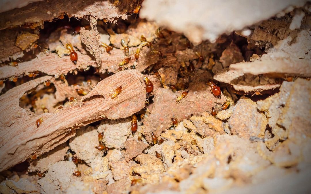 preventing termites in your home